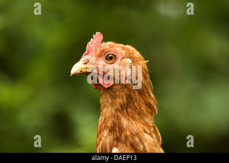 Les oiseaux domestiques (Gallus gallus f. domestica), portrait d'une poule rouge-brun en face d'un arbuste vert, Allemagne Banque D'Images