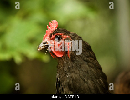 Les oiseaux domestiques (Gallus gallus f. domestica), portrait d'un noir-brun hen, Allemagne Banque D'Images