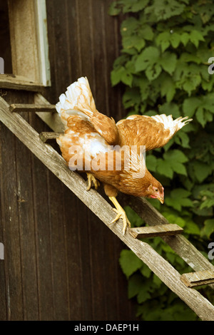 Les oiseaux domestiques (Gallus gallus f. domestica), l'équilibrage de poule rouge-brun vers le bas un poulet de bain, Allemagne Banque D'Images