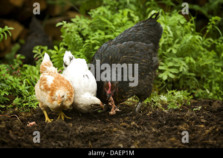 Les oiseaux domestiques (Gallus gallus f. domestica), la mère poule et ses poussins à la recherche de nourriture dans chicken run, Allemagne Banque D'Images