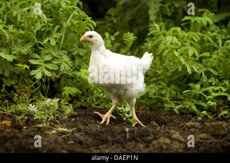 Les oiseaux domestiques (Gallus gallus f. domestica), blanc poussin dans chicken run, Allemagne Banque D'Images