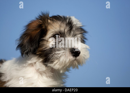 Terrier tibétain (Canis lupus f. familiaris), brun tacheté blanc chiot pour un ciel bleu , Allemagne Banque D'Images