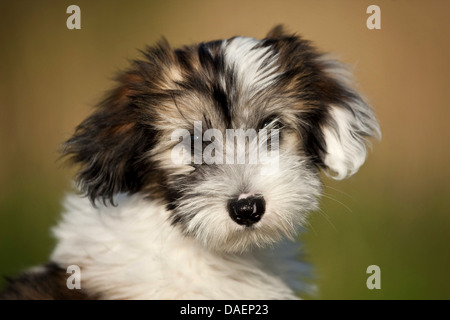 Terrier tibétain (Canis lupus f. familiaris), portrait d'un chiot tacheté blanc brun , Allemagne Banque D'Images