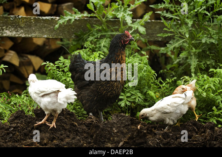 Les oiseaux domestiques (Gallus gallus f. domestica), black brown la mère poule et ses 3 poussins à la recherche de nourriture dans chicken run, Allemagne Banque D'Images