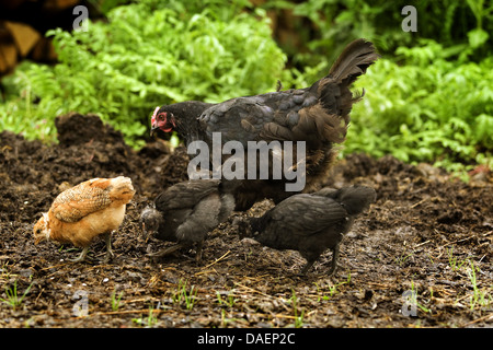 Les oiseaux domestiques (Gallus gallus f. domestica), black brown la mère poule et ses 3 poussins à la recherche de nourriture dans chicken run, Allemagne Banque D'Images