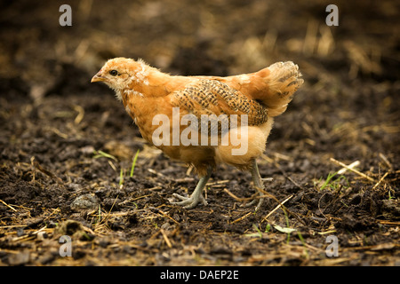 Les oiseaux domestiques (Gallus gallus f. domestica), brun-rouge poussin dans chicken run, Allemagne Banque D'Images