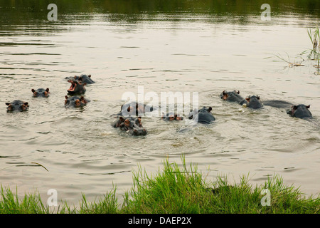 Hippopotame, hippopotame, hippopotame commun (Hippopotamus amphibius), des hippopotames dans le lac Rwanyakizinga durant la saison des pluies, au Rwanda, Province de l'Est, le Parc National de l'Akagera Banque D'Images