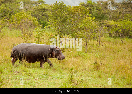 Hippopotame, hippopotame, hippopotame commun (Hippopotamus amphibius), marche à pied dans les savanes à la saison des pluies, au Rwanda, Province de Liège Banque D'Images