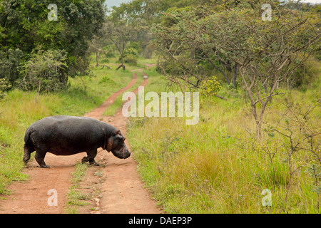 Hippopotame, hippopotame, hippopotame commun (Hippopotamus amphibius), marche à pied à la saison des pluies sur un chemin d'accès à l'eau, le Rwanda, Province de Liège Banque D'Images