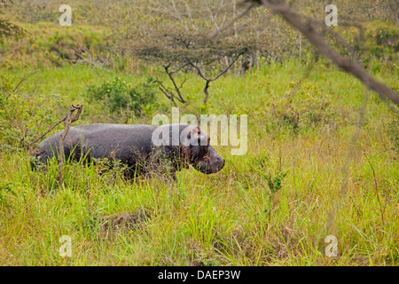 Hippopotame, hippopotame, hippopotame commun (Hippopotamus amphibius), marche à pied dans les savanes à la saison des pluies, au Rwanda, Province de Liège Banque D'Images