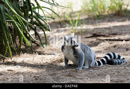 Lemur assis sur le sol Banque D'Images