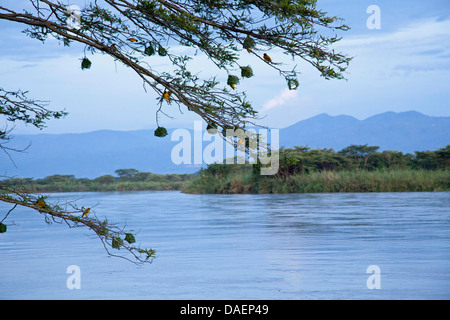 Tisserands avec leurs nids dans un arbre au bord du Lac Tanganyika avec vue sur le Congo, Burundi, Bujumbura Banque D'Images