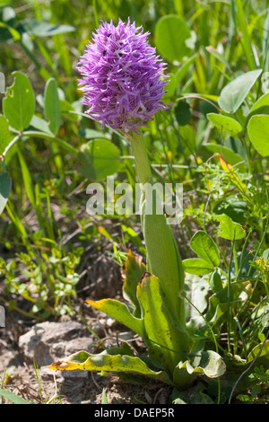 Orchid (Orchis italica italien), la floraison, l'Italie, Sicile Banque D'Images