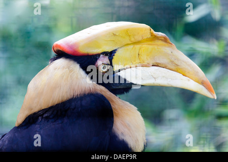 Portrait oiseau calao sur fond de feuilles Banque D'Images