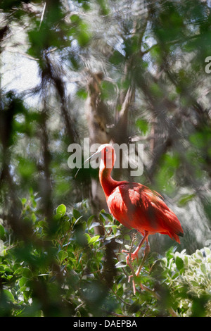 Oiseau rouge sur le marais à pied Banque D'Images