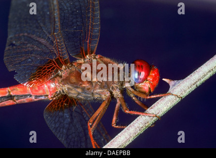 Vaste commune, écarlate Scarlet-Vert, Vert, Rouge écarlate (Crocothemis erythraea libellule, Croccothemis erythraea), homme assis à une tige, Allemagne Banque D'Images