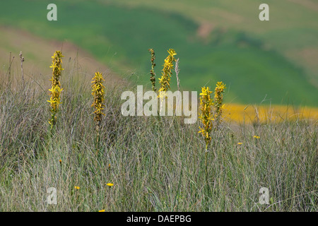 Asphodeline lutea, lance du roi, jaune Asphodèle (Asphodeline lutea), blooming Banque D'Images