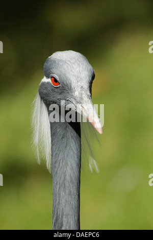 Grue demoiselle (Anthropoides virgo), portrait Banque D'Images