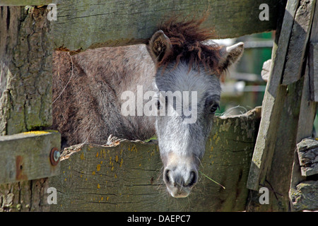 Poney Shetland (Equus caballus przewalskii. f), poulain à une clôture d'un paddock Banque D'Images