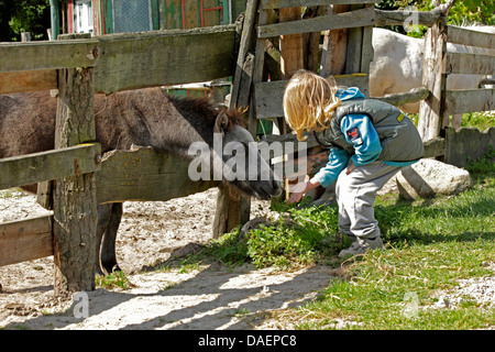 Poney Shetland (Equus caballus przewalskii. f), peu l'alimentation de l'enfant un poney shetland à la recherche à travers une clôture, Allemagne Banque D'Images