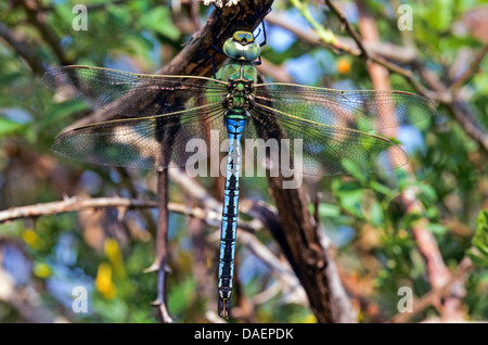 Libellule Anax imperator (empereur), homme assis à une succursale, Allemagne Banque D'Images