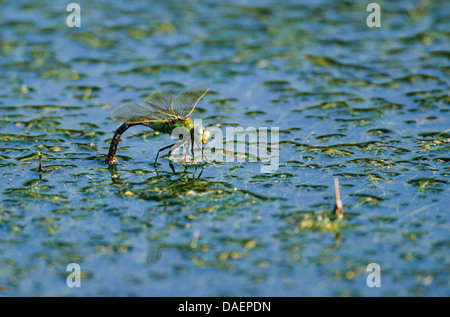 Libellule Anax imperator (empereur), pondre des œufs, Allemagne Banque D'Images