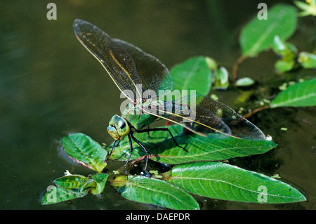 Libellule Anax imperator (empereur), pondre des œufs, Allemagne Banque D'Images