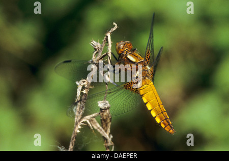 À corps large libellula, large taille chaser (Libellula depressa), femme assise sur une plante sèche, Allemagne Banque D'Images