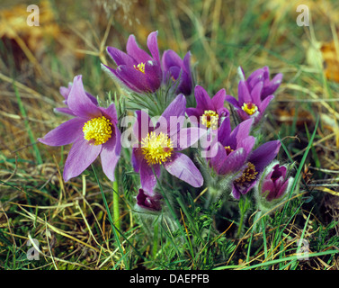 Anémone pulsatille (Pulsatilla vulgaris), dans un pré en fleurs, Allemagne Banque D'Images