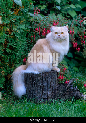 Chat domestique, chat de maison, le Persan (Felis silvestris catus) f., assis sur une fusée d'arbres dans un jardin, Allemagne Banque D'Images