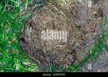 Campagnol roussâtre (Clethrionomys glareolus, Myodes glareolus), les bébés dans le nid, Allemagne Banque D'Images