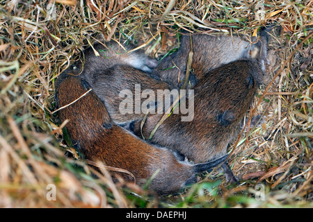 Campagnol roussâtre (Clethrionomys glareolus, Myodes glareolus), les bébés dans le nid, Allemagne Banque D'Images