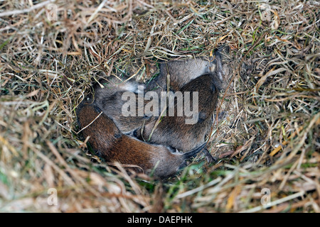 Campagnol roussâtre (Clethrionomys glareolus, Myodes glareolus), les bébés dans le nid, Allemagne Banque D'Images