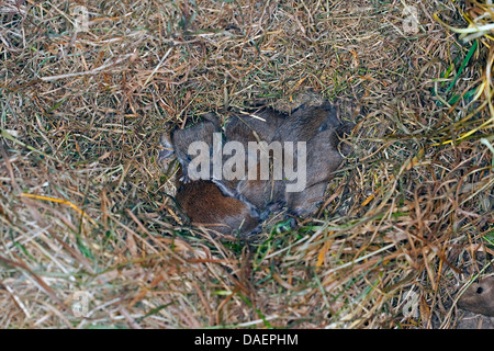 Campagnol roussâtre (Clethrionomys glareolus, Myodes glareolus), les bébés dans le nid, Allemagne Banque D'Images