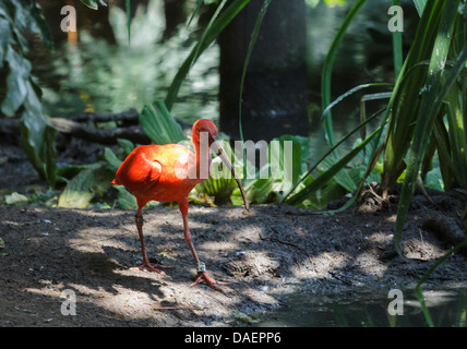 Oiseau rouge sur le marais à pied Banque D'Images