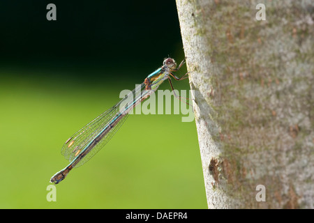 Mererald willow (demoiselle Lestes viridis, Chalcolestes viridis), Femme, Allemagne Banque D'Images