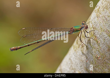 Mererald willow (demoiselle Lestes viridis, Chalcolestes viridis), Femme, Allemagne Banque D'Images