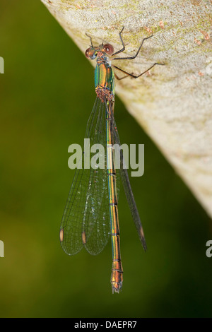 Mererald willow (demoiselle Lestes viridis, Chalcolestes viridis), Femme, Allemagne Banque D'Images