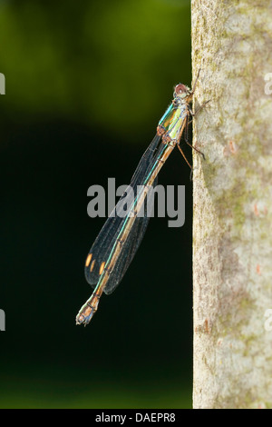 Mererald willow (demoiselle Lestes viridis, Chalcolestes viridis), Femme, Allemagne Banque D'Images