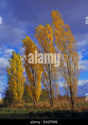 Peuplier (Populus nigra var. italica, Populus nigra 'Italica', Populus Italica, Populus nigra italica), les peupliers en automne, Allemagne Banque D'Images