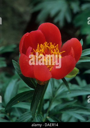 La pivoine (Paeonia officinalis), fleur Banque D'Images