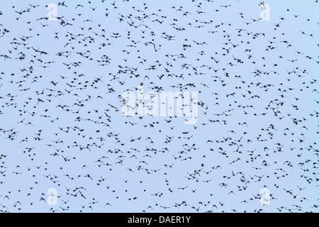 Jaseur boréal (Bombycilla garrulus), flying flock, Germany Banque D'Images