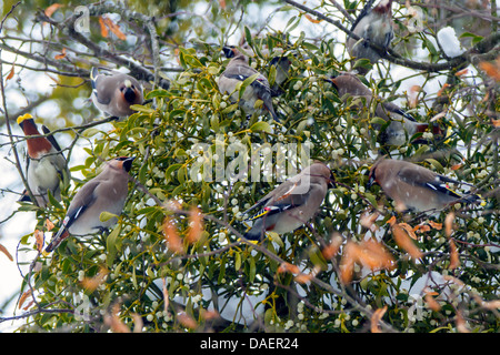 Jaseur boréal (Bombycilla garrulus), il se nourrit de baies du gui, de l'Allemagne, la Bavière Banque D'Images