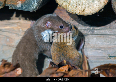 Moins la belette (Mustela nivalis), un caryring pris la souris pour sa cacher dans un tas de bois, de l'Allemagne, la Bavière Banque D'Images