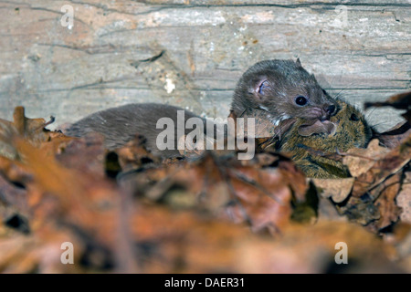 Moins la belette (Mustela nivalis), carryibg souris capturées, l'Allemagne, la Bavière Banque D'Images