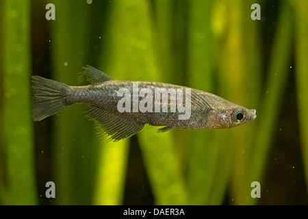 Nigrimas medakafish, noir medaka (Oryzias nigrimas), homme en coloration nuptiale Banque D'Images