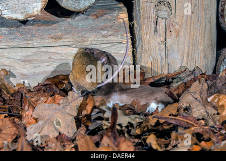 Moins la belette (Mustela nivalis), avec la souris capturées, Germany Banque D'Images