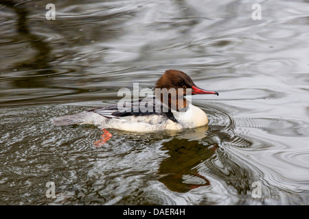 Harle bièvre (Mergus merganser), mâle juvénile, l'Allemagne, la Bavière Banque D'Images