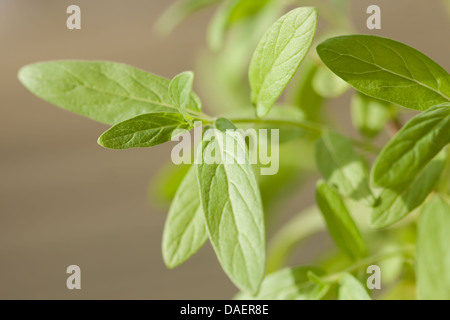Les menthes fraîches de plantes. Banque D'Images
