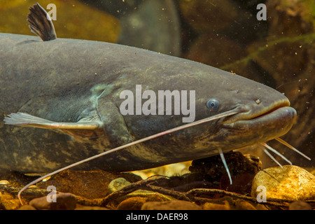 Le poisson-chat européen, Wels, sheatfish, silure (Silurus glanis), vue latérale, Allemagne Banque D'Images